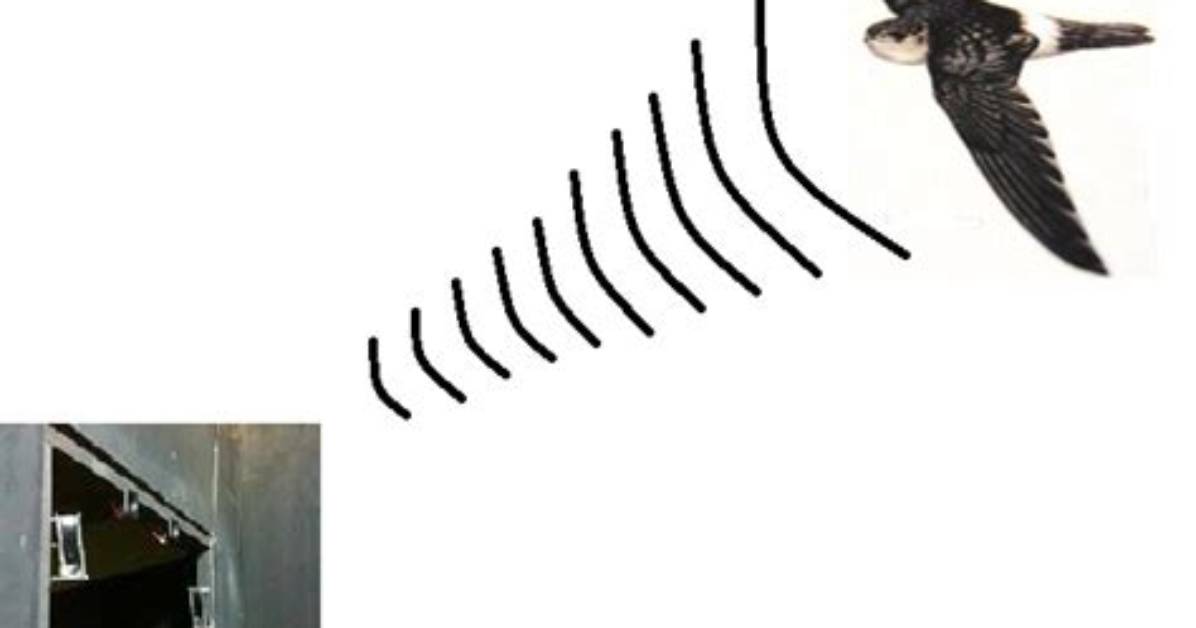 How Do Swiftlets Use Echolocation?