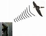 How Do Swiftlets Use Echolocation?