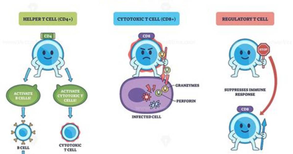 How Do T Cells Develop?
