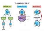 How Do T Cells Develop?