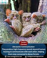 How Do Tarsiers Communicate?