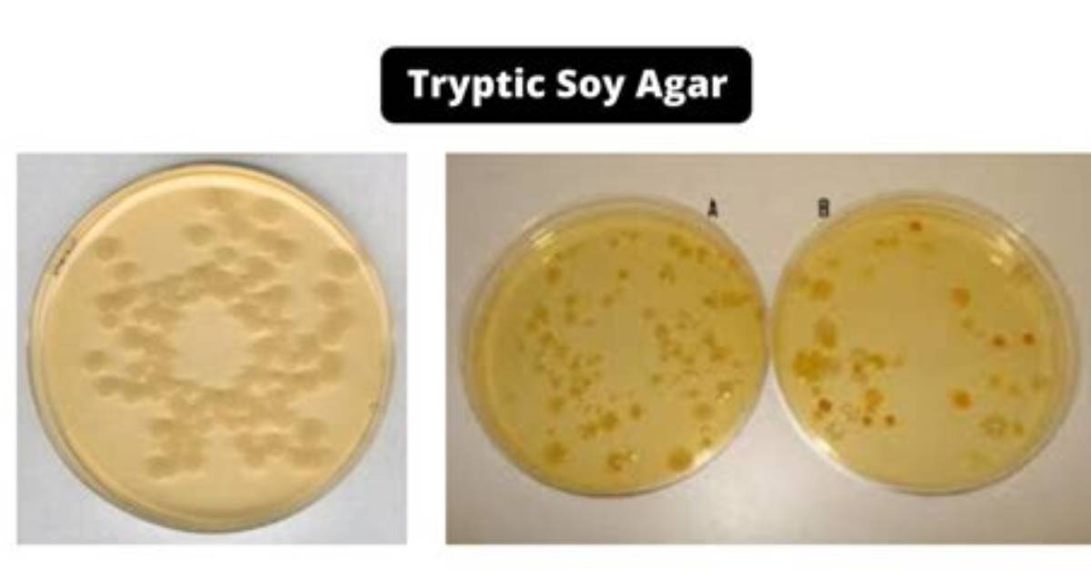 How Do They Make Tryptone?