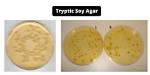 How Do They Make Tryptone?