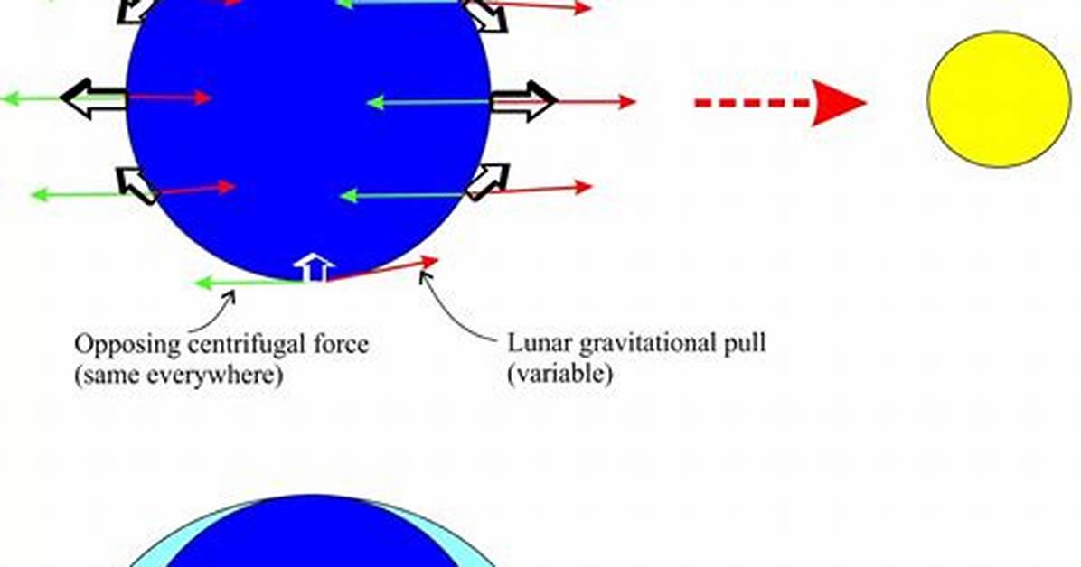 How Do Tidal Forces Work
