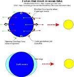 How Do Tidal Forces Work