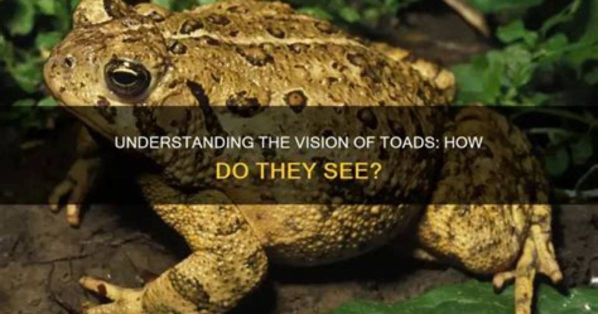 How Do Toads See