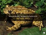 How Do Toads See