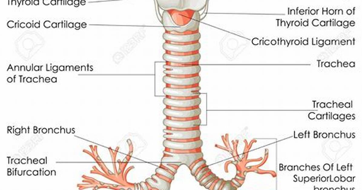 How Do Trachea Work?