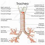 How Do Trachea Work?