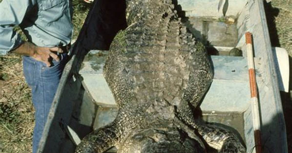 How Do Trappers Catch Alligators?
