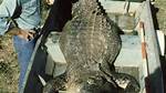How Do Trappers Catch Alligators?