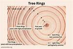 How Do Tree Rings Form