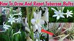 How Do Tuberose Grow
