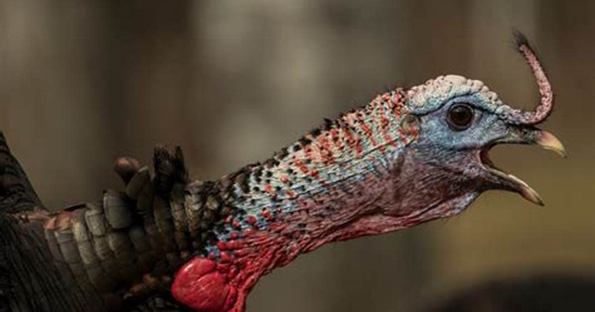 How Do Turkeys Gobble?