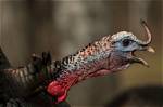 How Do Turkeys Gobble?