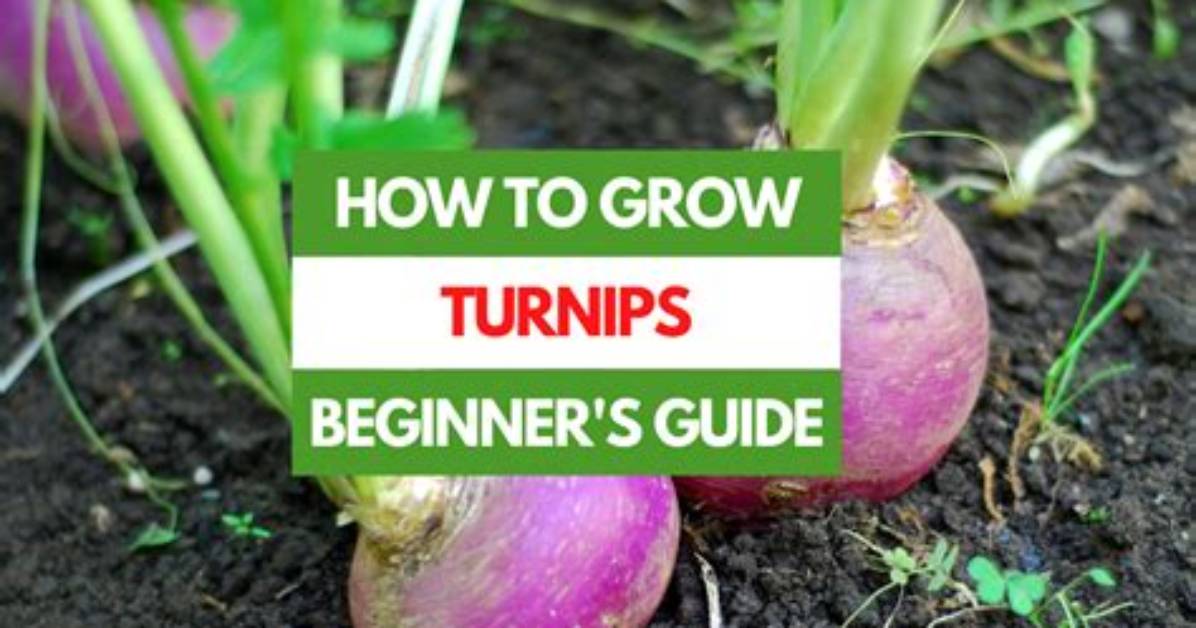 How Do Turnips Grow