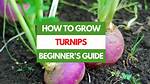How Do Turnips Grow