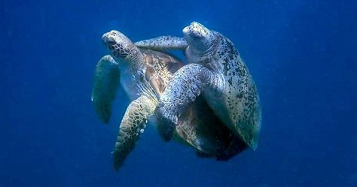 How Do Turtles Mate