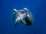 How Do Turtles Mate