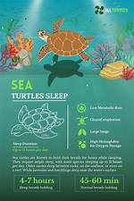 How Do Turtles Sleep