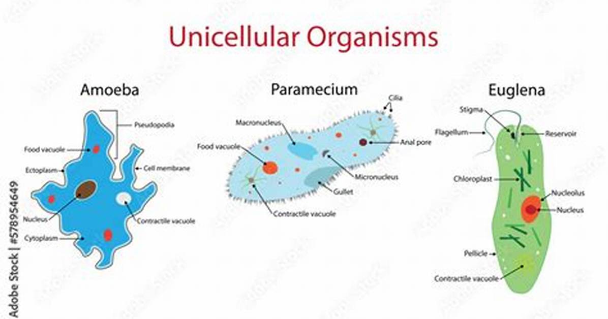 How Do Unicellular Organisms Develop?