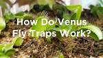 How Do Venus Fly Traps Work