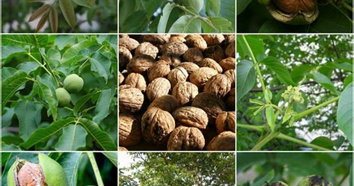 How Do Walnuts Grow