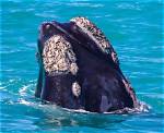 How Do Whales Get Barnacles?