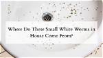 How Do White Worms Come