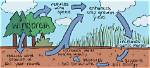 How Do Windbreaks Help Prevent Erosion?