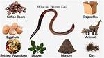 How Do Worms Eat