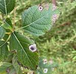 How Do You Avoid Botrytis