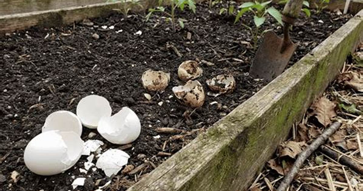 How Do You Break Down Eggshells