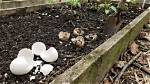 How Do You Break Down Eggshells