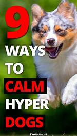 How Do You Calm Down a Hyper Shih Tzu
