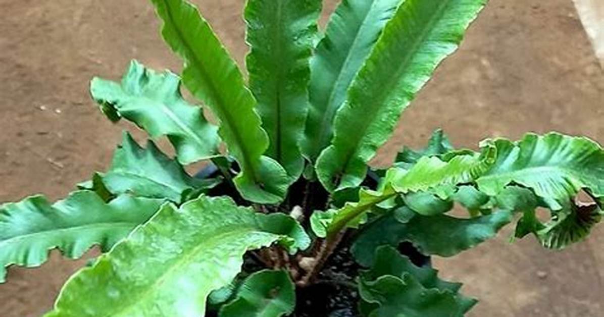 How Do You Care for Asplenium