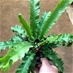 How Do You Care for Asplenium