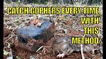 How Do You Catch a Gopher
