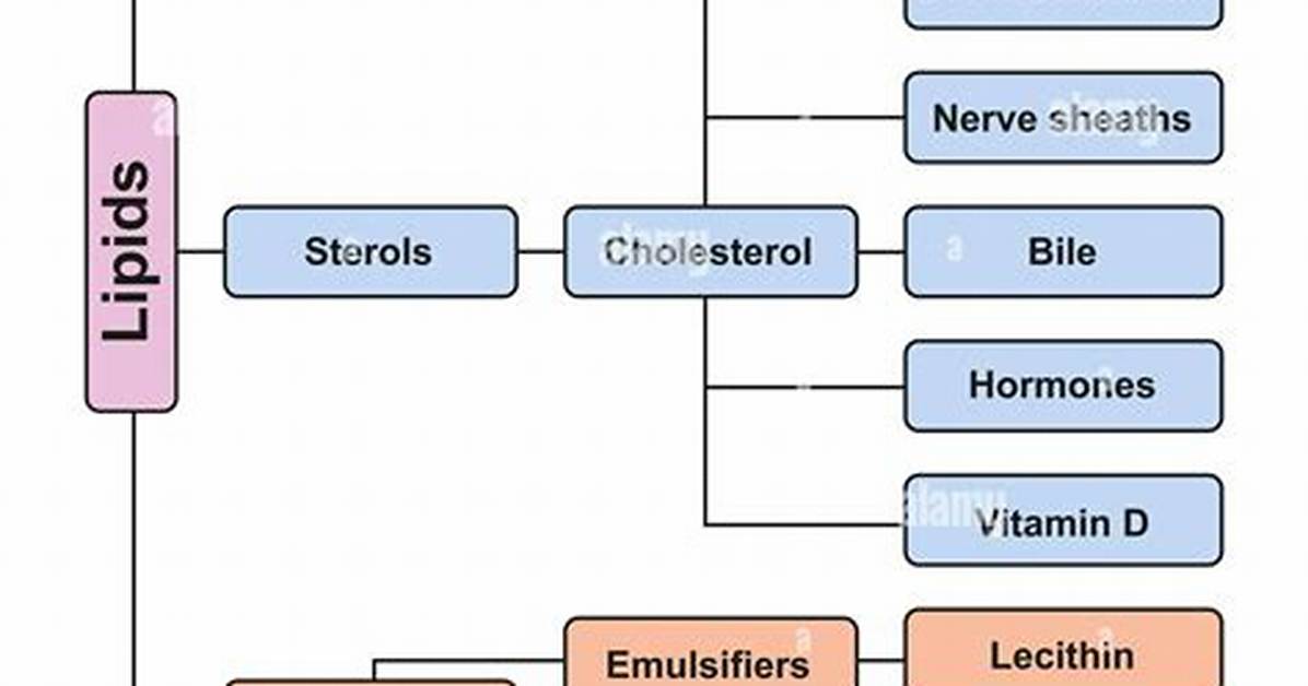 How Do You Classify Lipids