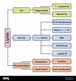 How Do You Classify Lipids