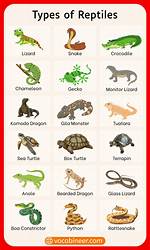 How Do You Classify Reptiles?