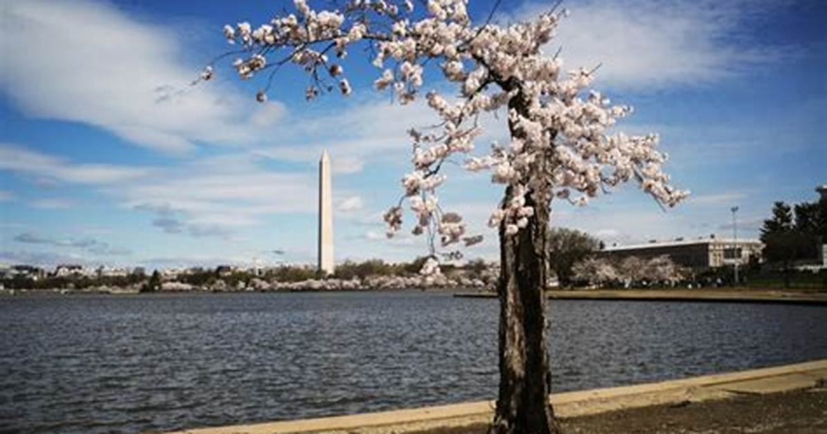 How Do You Clone a Cherry Tree