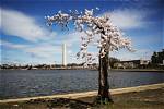 How Do You Clone a Cherry Tree