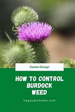 How Do You Control Burdock?