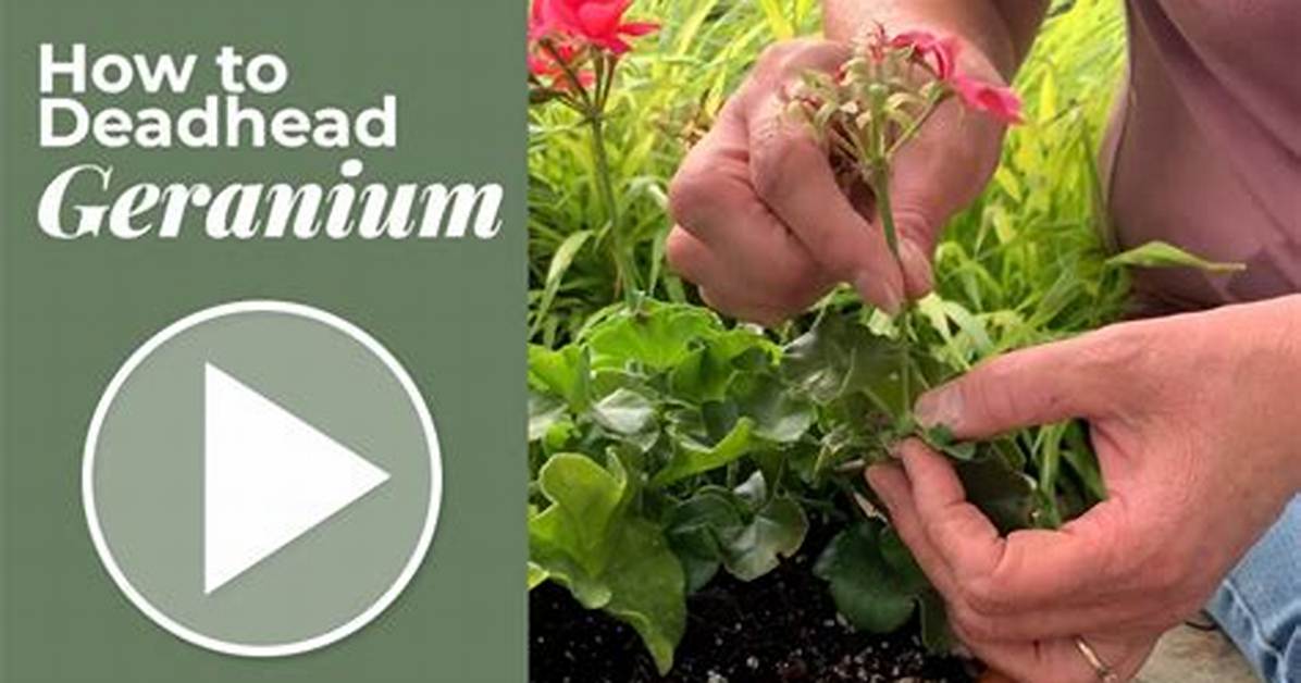 How Do You Deadhead Echium