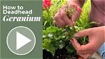 How Do You Deadhead Echium