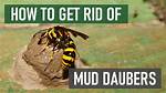 How Do You Deter Mud Wasps