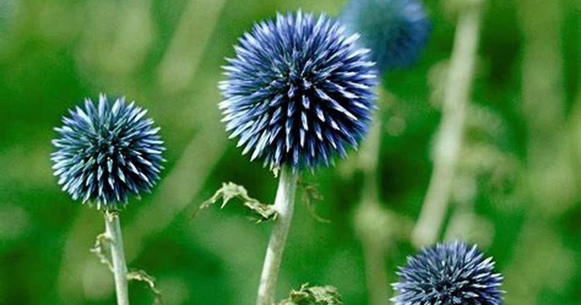 How Do You Divide Echinops