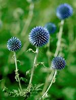 How Do You Divide Echinops