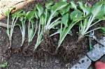 How Do You Divide Hostas